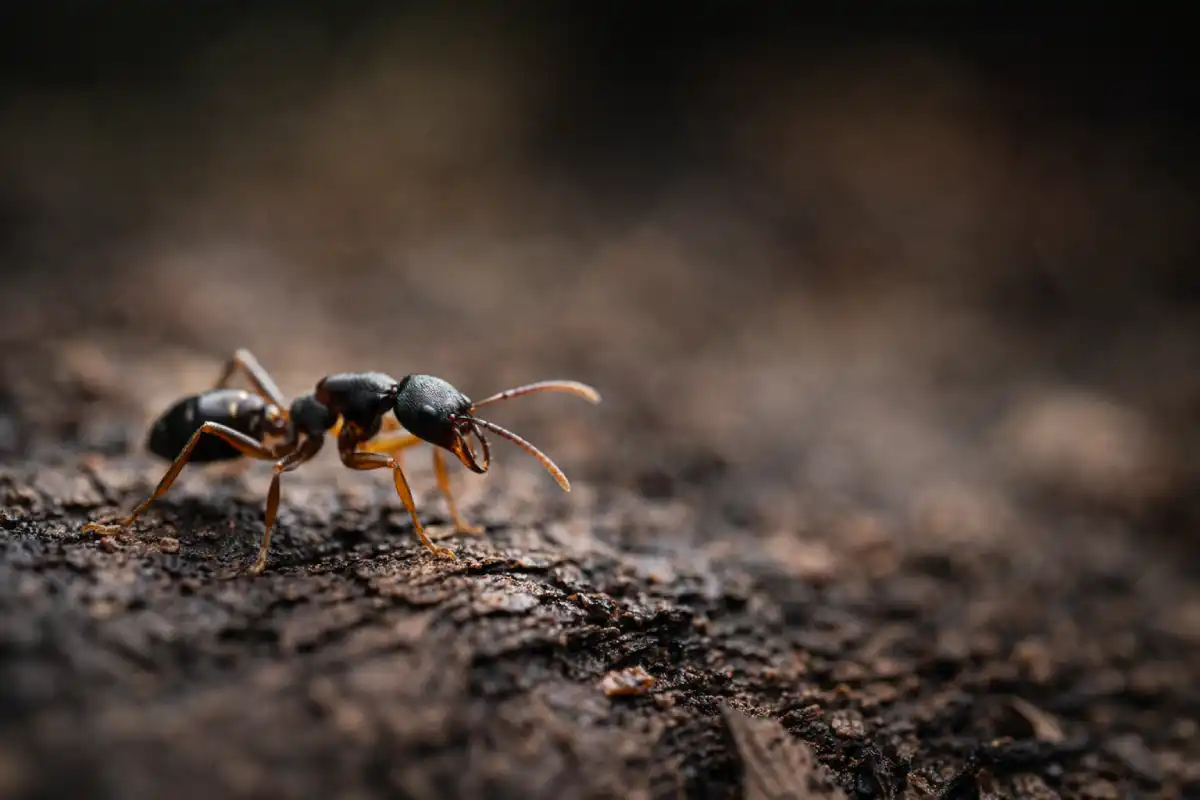 Asian needle ant (fun fact article hero)